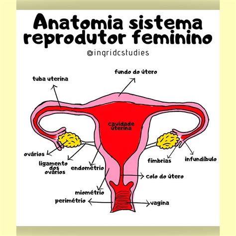 abaixo aparece um esquema de parte do sistema genital feminino